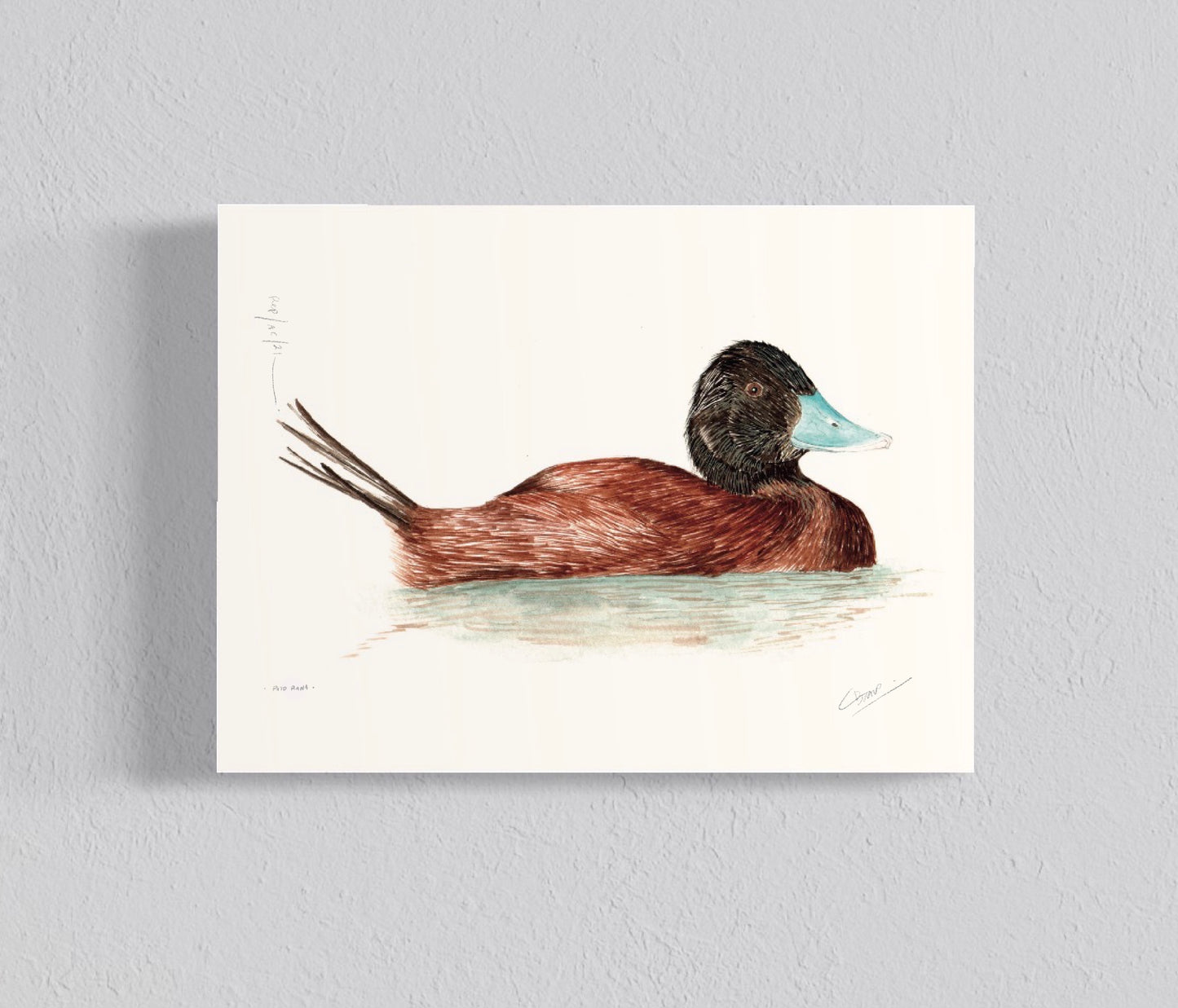 Ilustración Pato Rana