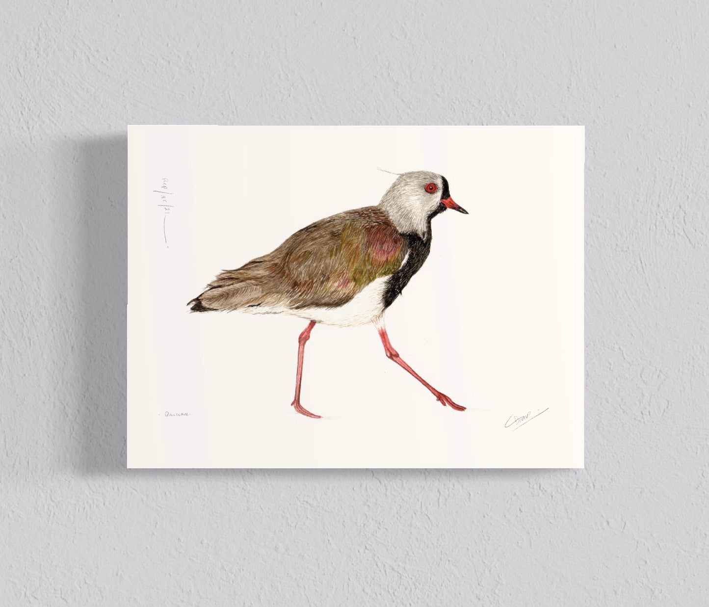 Pack Mix I, Ilustraciones Aves del sur, Truchas y Salmones