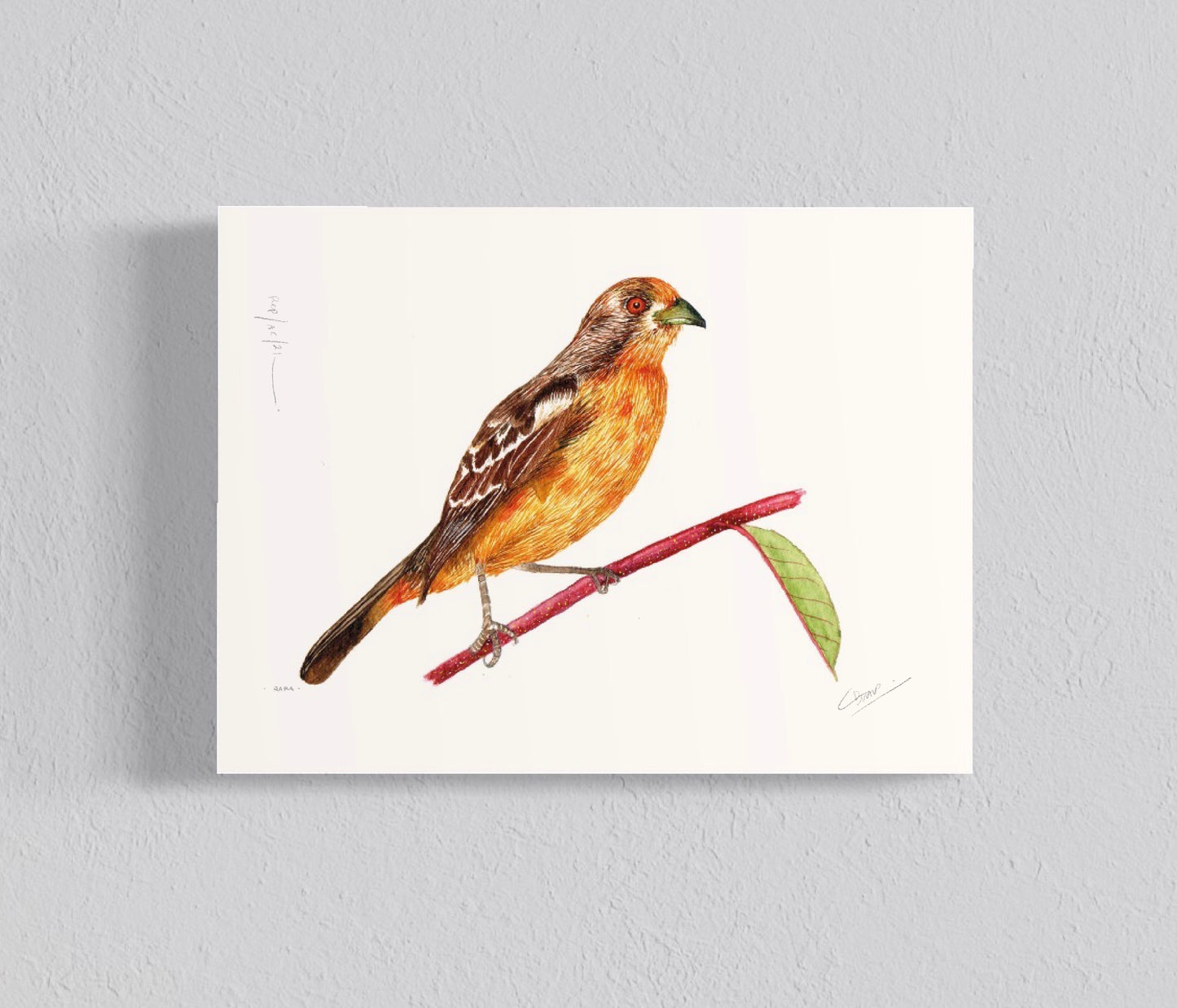 Ilustración Rara