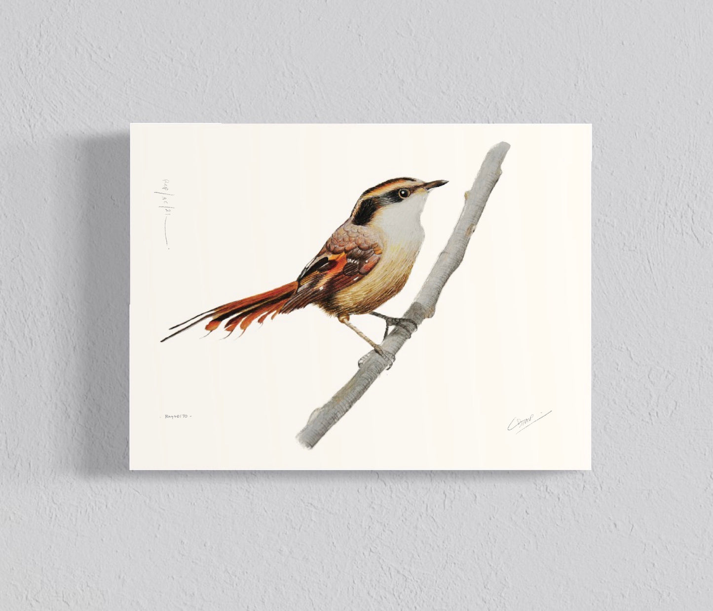 Pack Ilustraciones Aves del Sur III