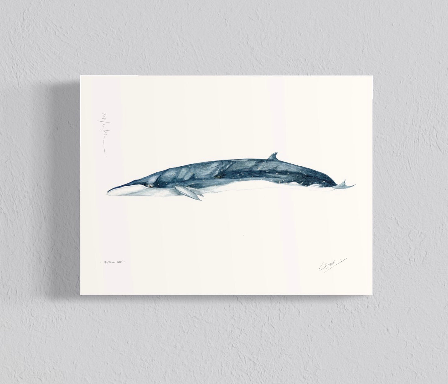 Ilustración Ballena Sei