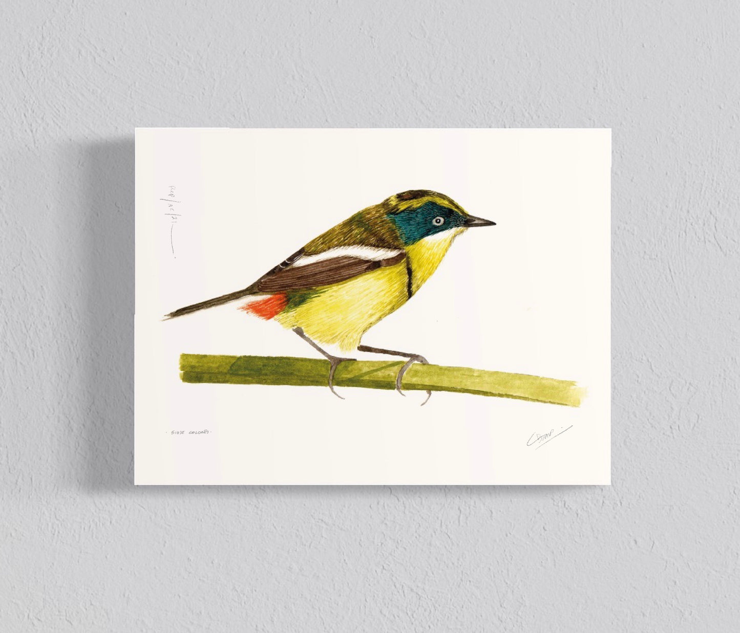 Ilustración Siete Colores