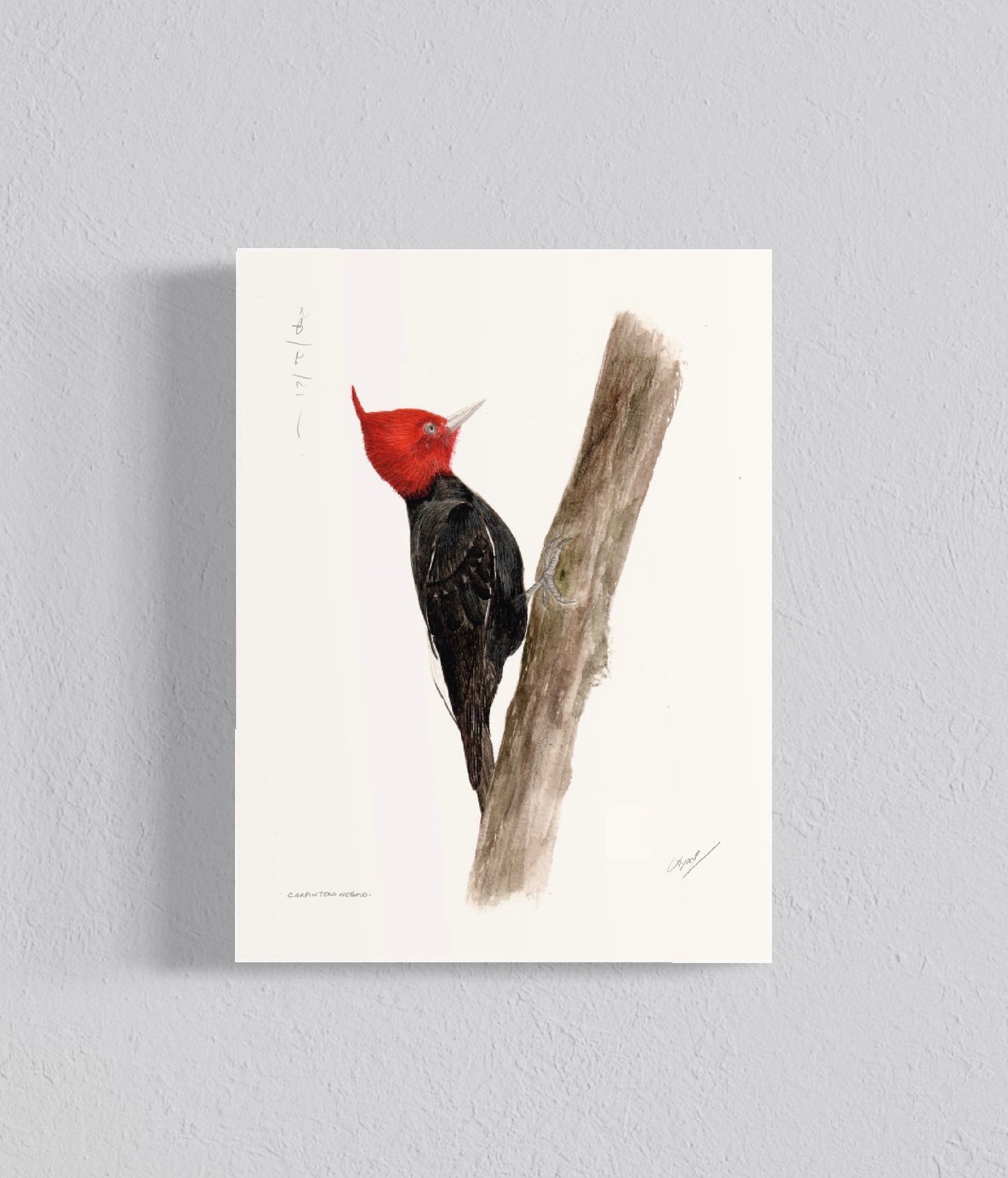 Ilustración Carpintero Negro ♂