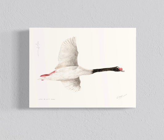Ilustración Cisne de cuello negro