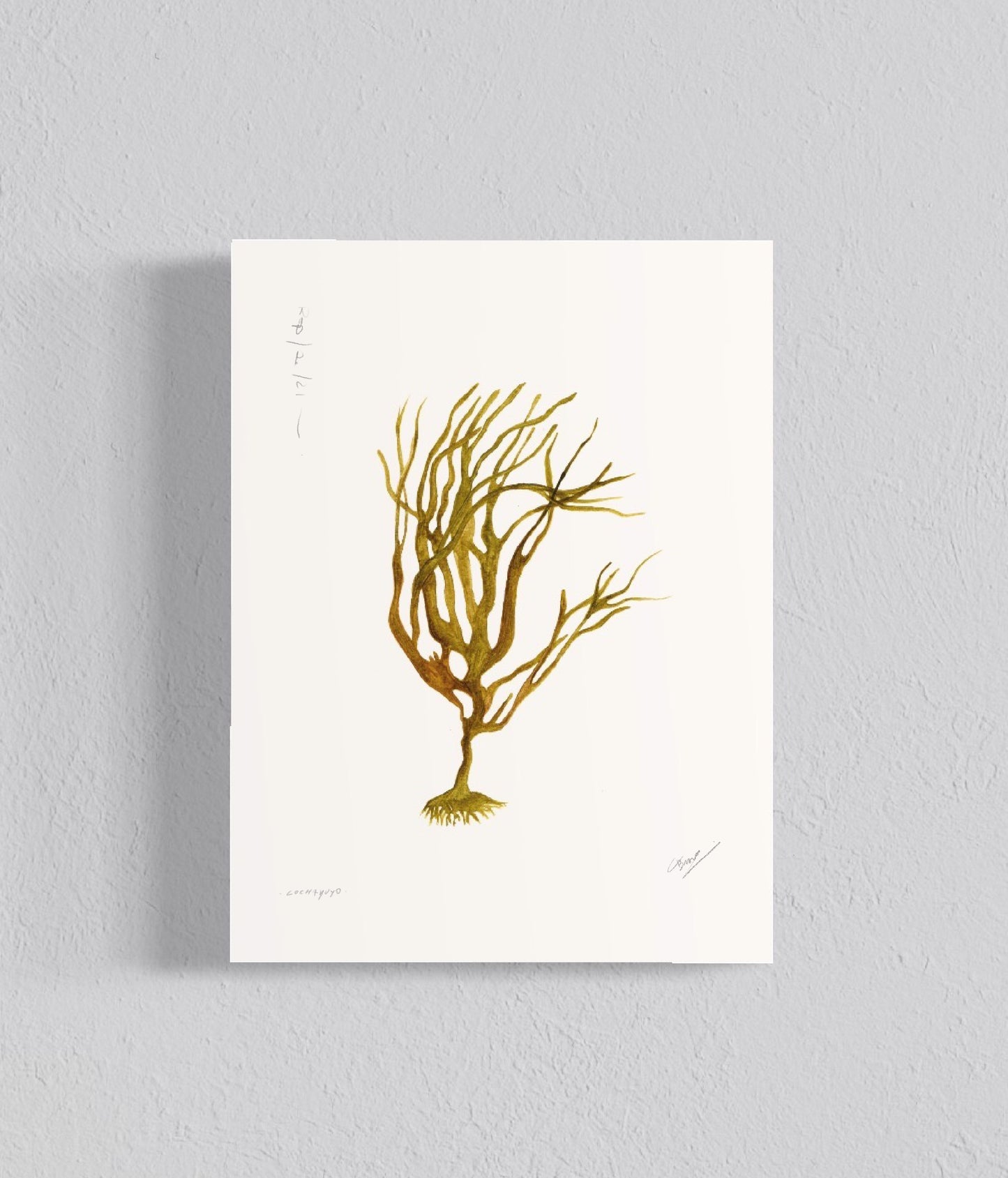 Pack Ilustraciones Algas