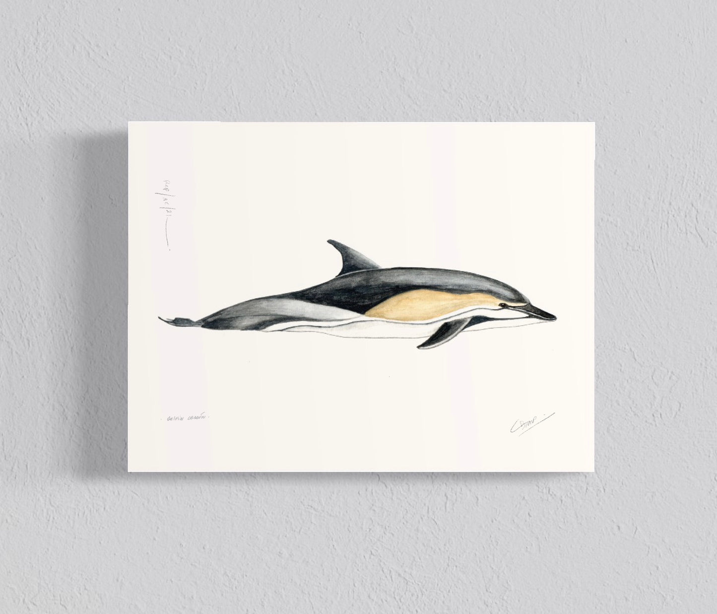 Ilustración Delfín común