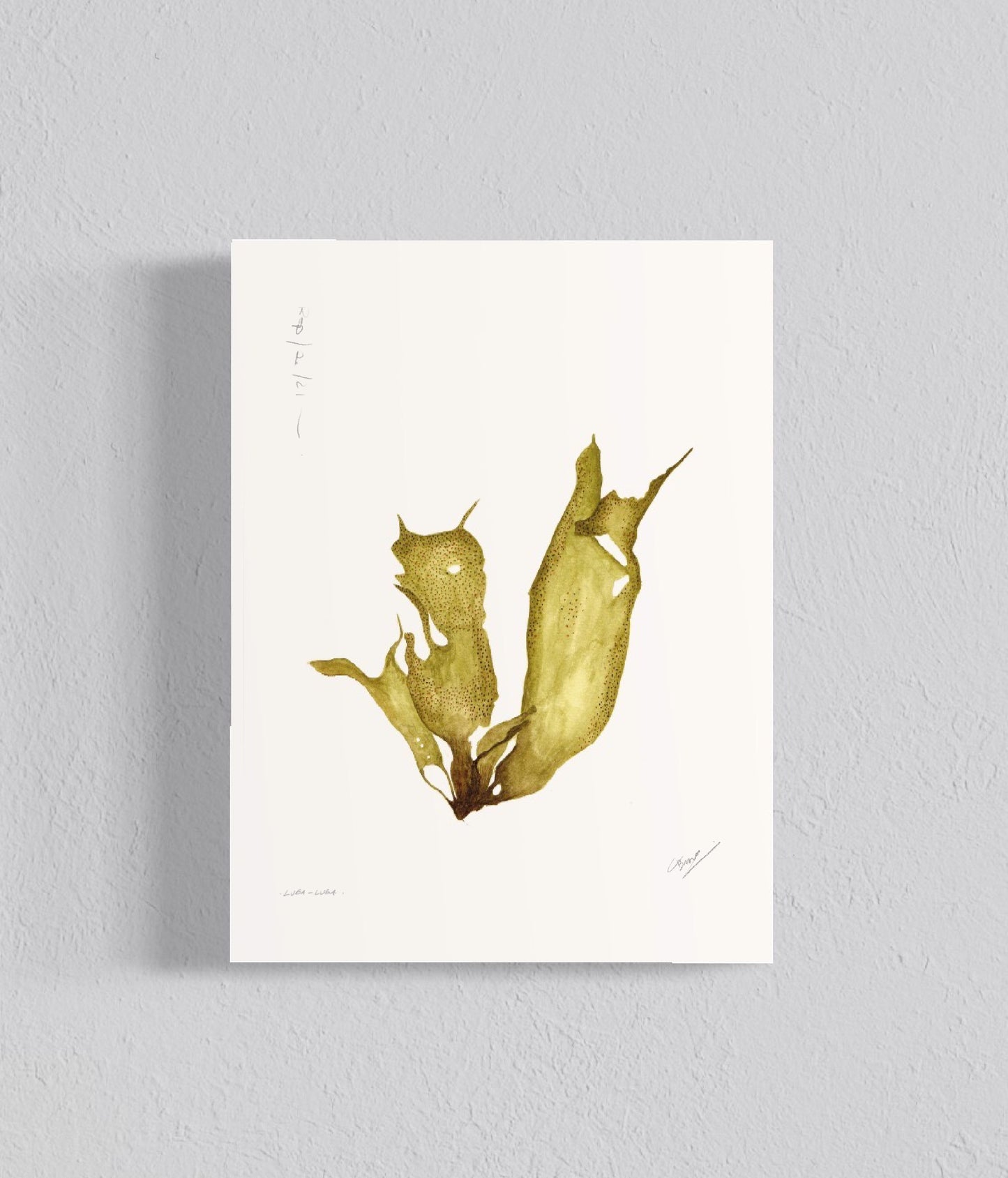 Pack Ilustraciones Algas