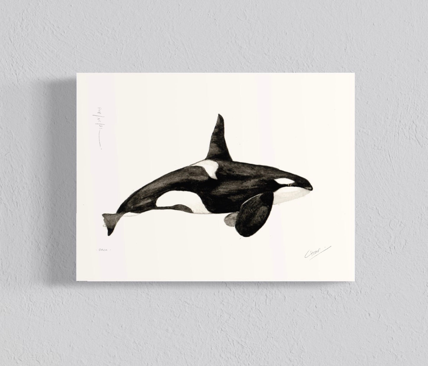 Ilustración Orca