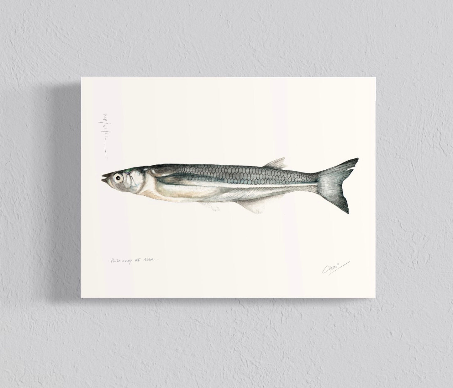 Pack Ilustraciones Peces de Mar