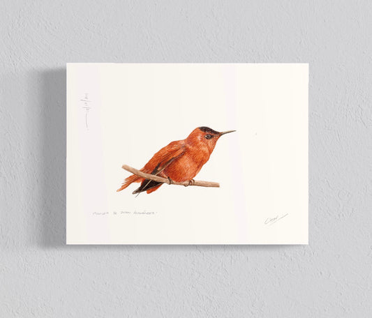 Ilustración Picaflor de Juan Fernández