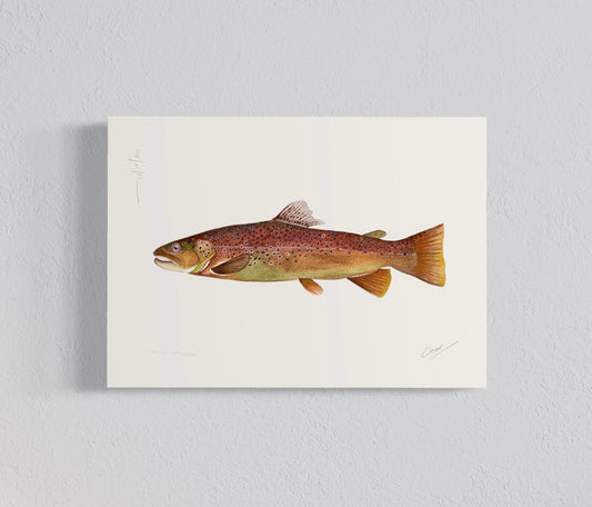 Ilustración Trucha Marrón