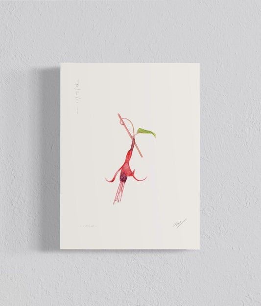 Ilustración Chilco