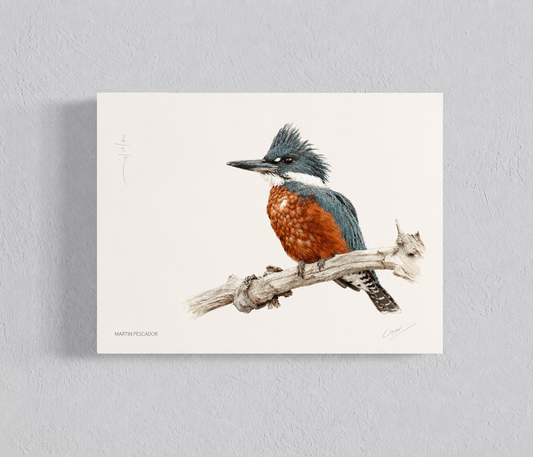 Ilustración Martín Pescador II