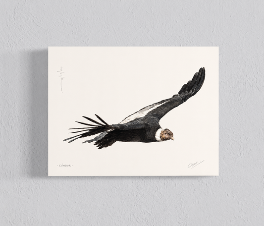 Ilustración Cóndor II