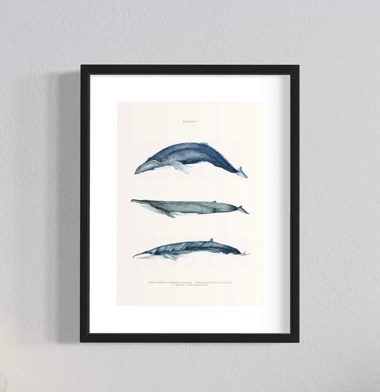 CUADRO ILUSTRACIÓN BALLENAS