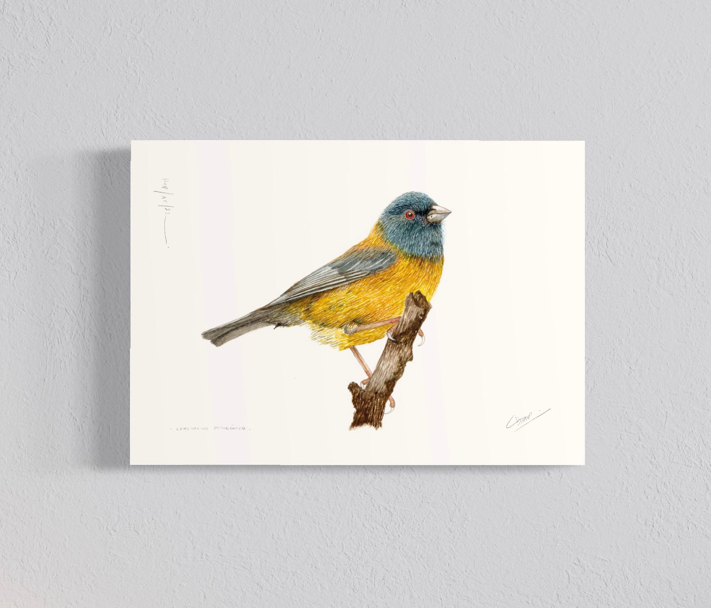 Pack Ilustraciones Aves del Sur II