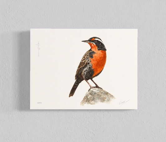 Ilustración Loica II