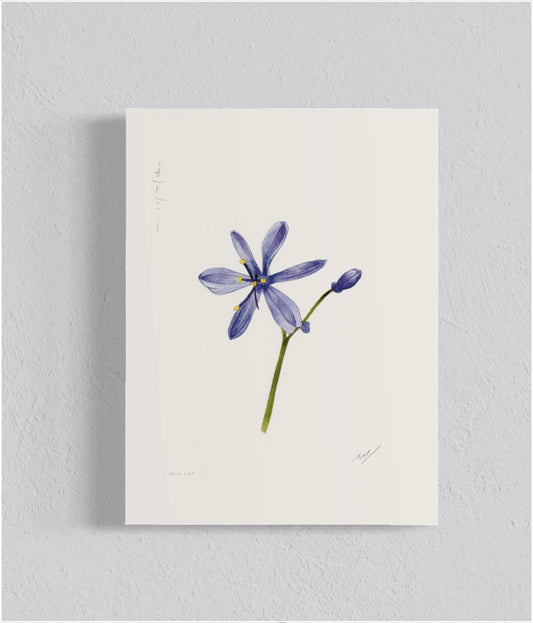 Ilustración Azulillo