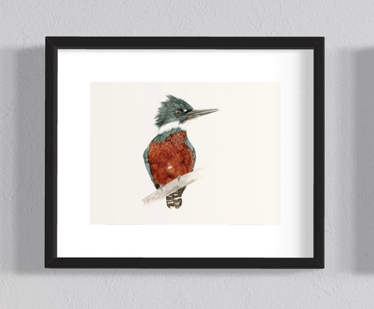 CUADRO MARTIN PESCADOR MACHO