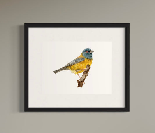 CUADRO COMETOCINO PATAGÓNICO