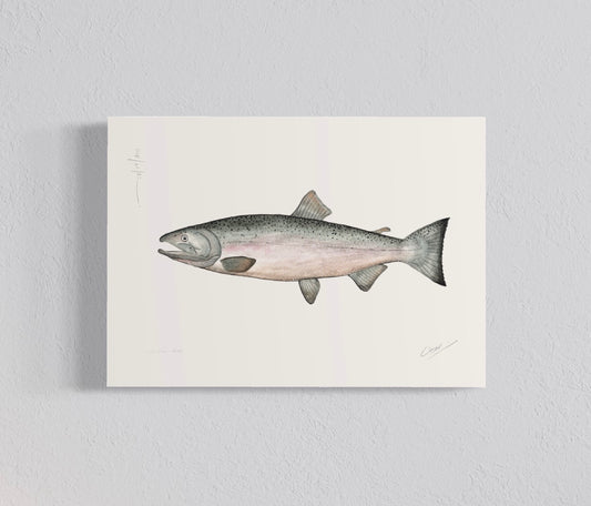 Ilustración Salmón Coho