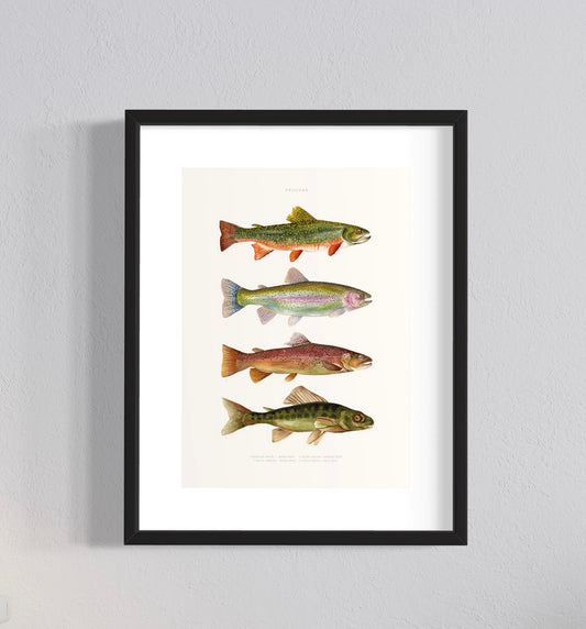 CUADRO ILUSTRACIÓN TRUCHAS I