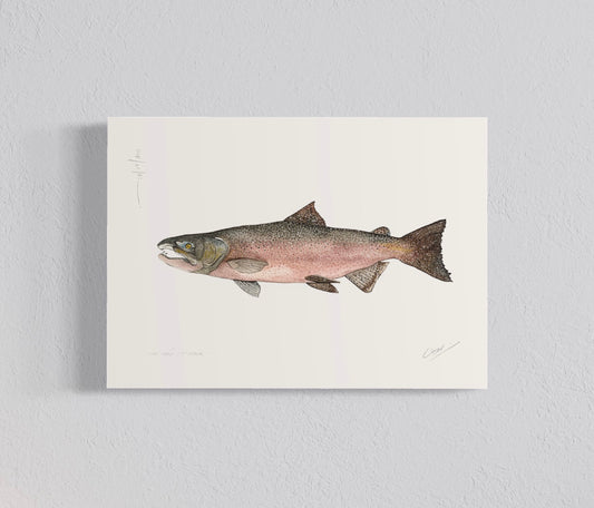 Ilustración Salmón Chinook