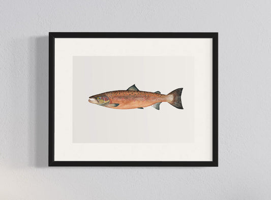 CUADRO SALMÓN DEL ATLÁNTICO