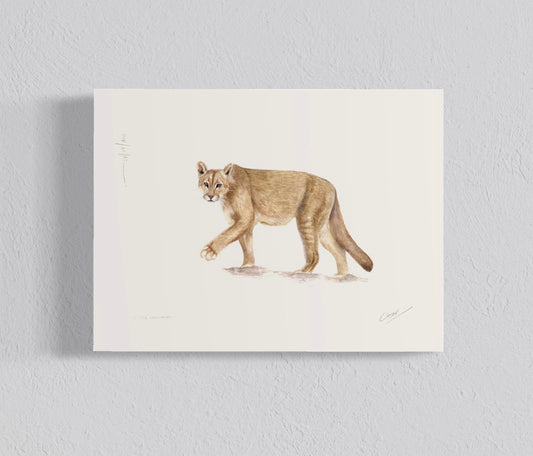 Ilustración Puma Concolor