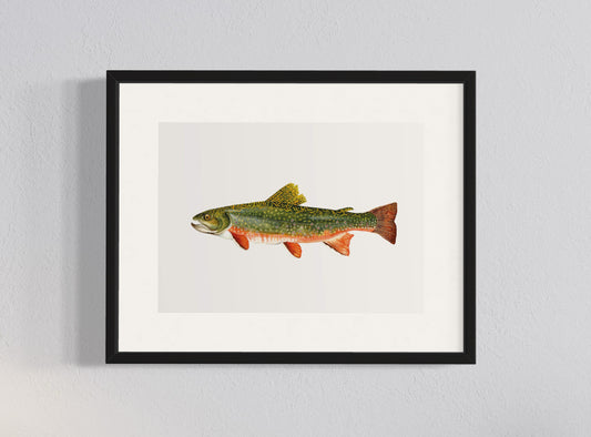 CUADRO TRUCHA DEL ARROYO