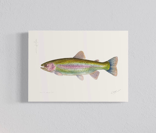 Ilustración Trucha Arcoíris