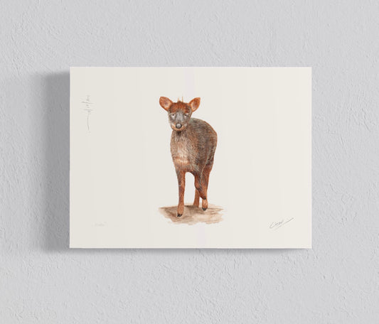 Ilustración Pudú