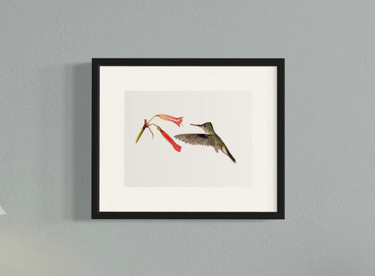 CUADRO PICAFLOR CHICO