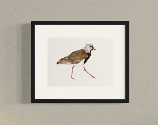 CUADRO QUELTEHUE/TREILE