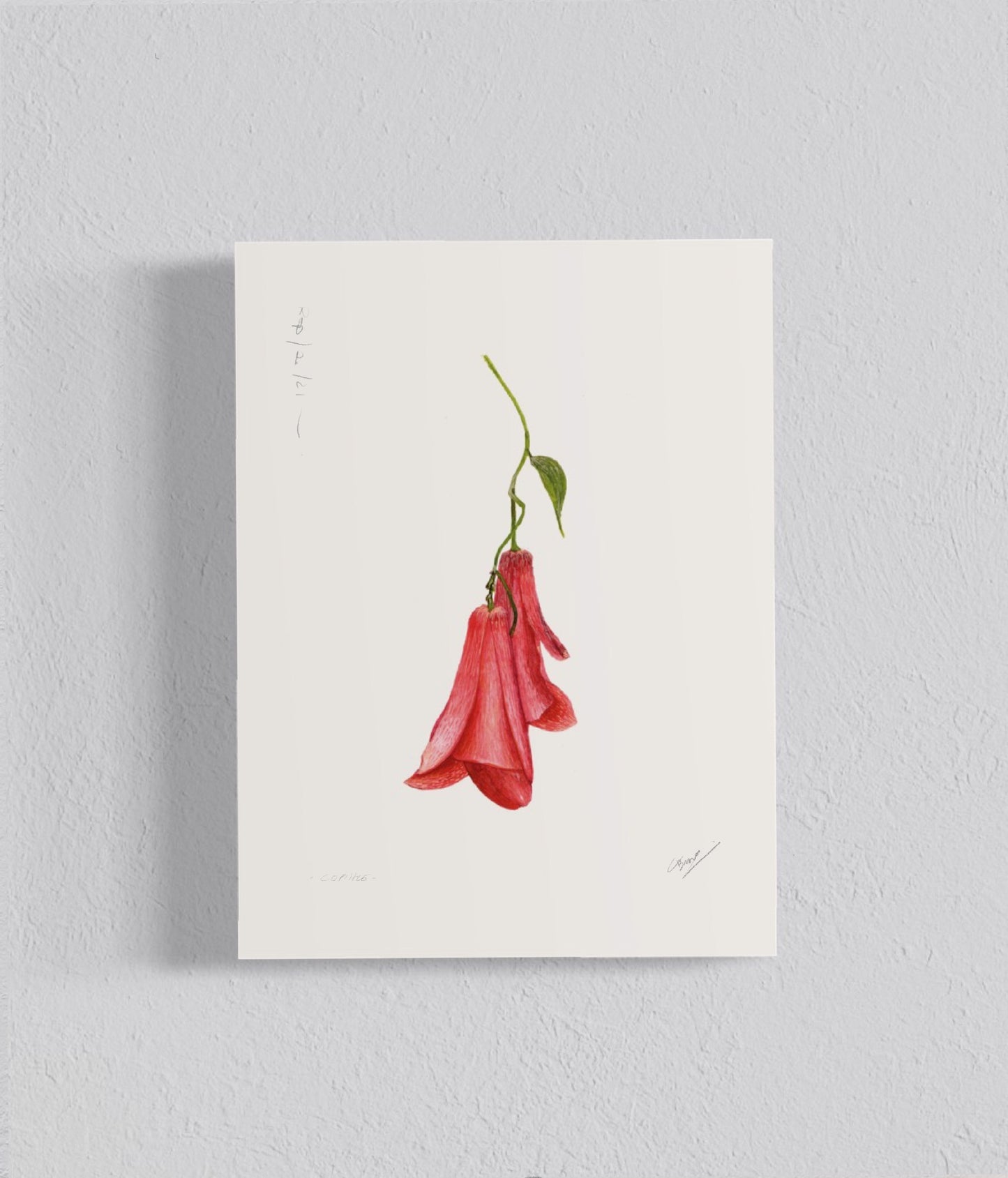 Ilustración Copihue