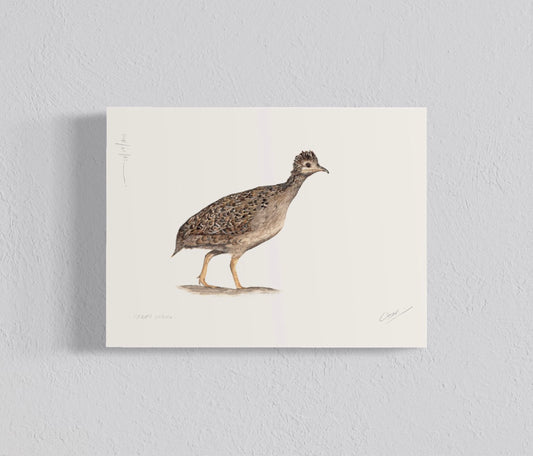 Ilustración Perdiz Chilena