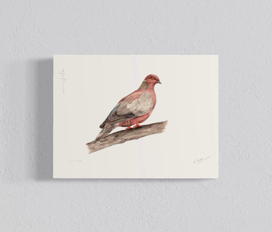 Ilustración Torcaza