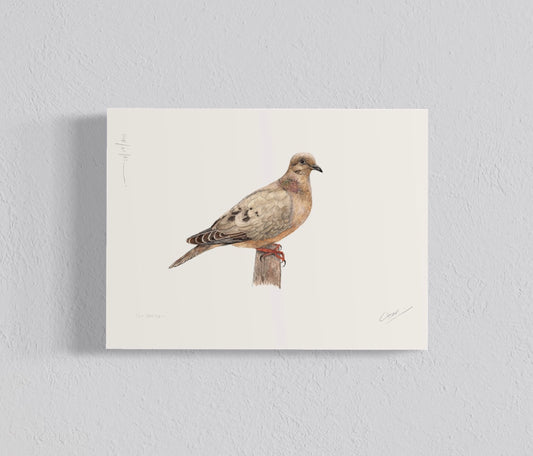 Ilustración Tórtola