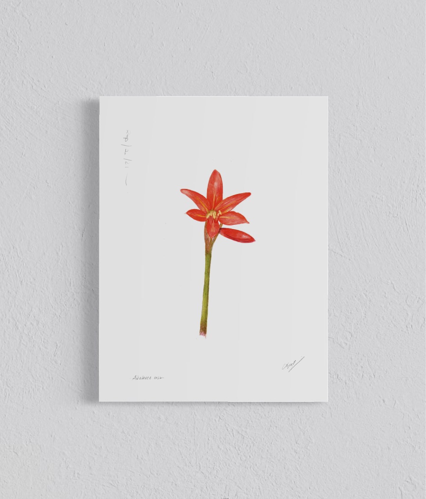 Ilustración Añañuca roja