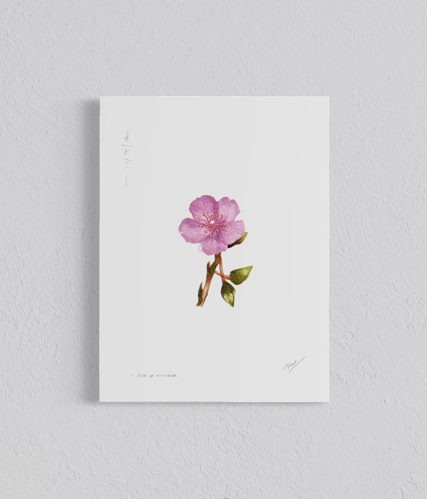 Pack Ilustraciones Flores