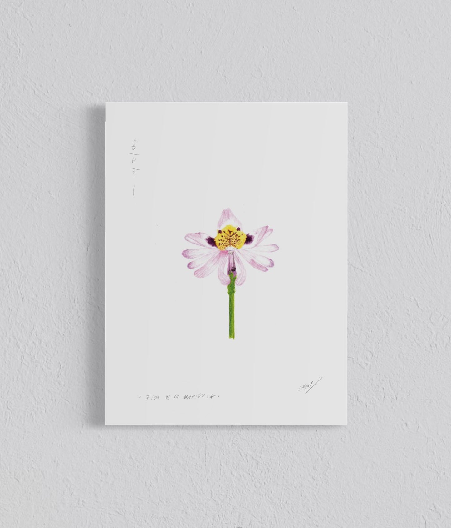 Ilustración Flor de la Mariposa