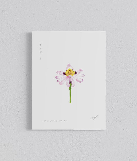 Ilustración Flor de la Mariposa