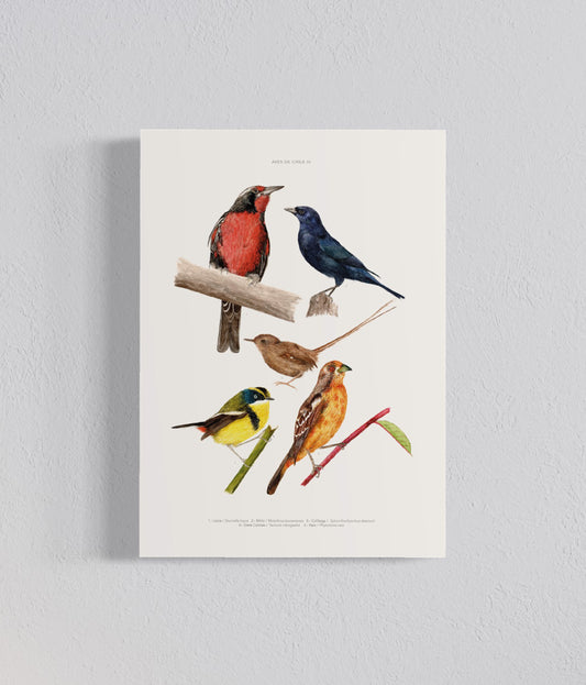Ilustración Aves de Chile IV
