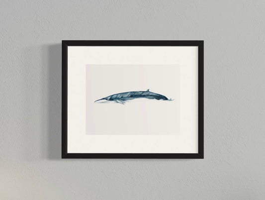 CUADRO BALLENA SEI