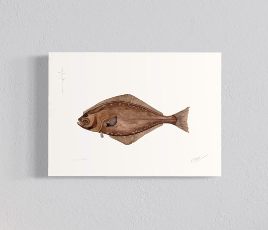 Ilustración Lenguado