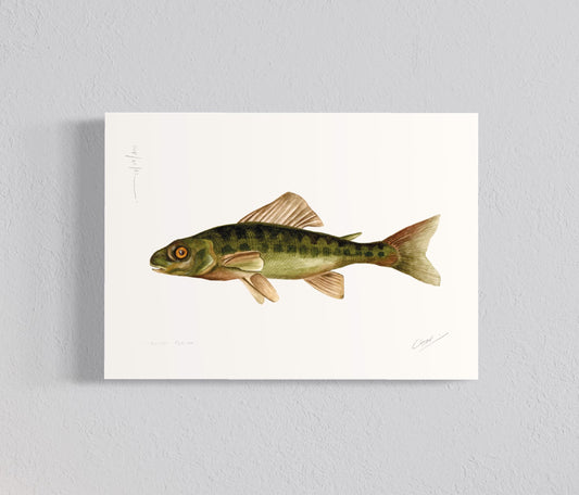 Ilustración Trucha perca