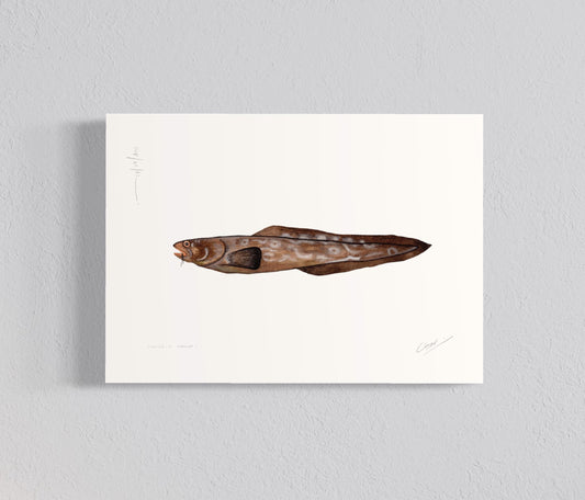 Ilustración Congrio negro