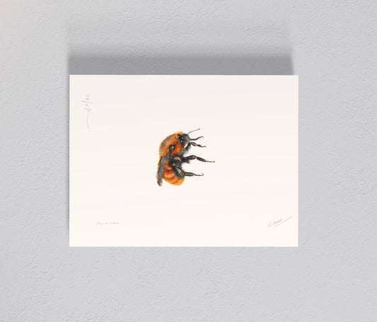 Ilustración Abejorro Chileno