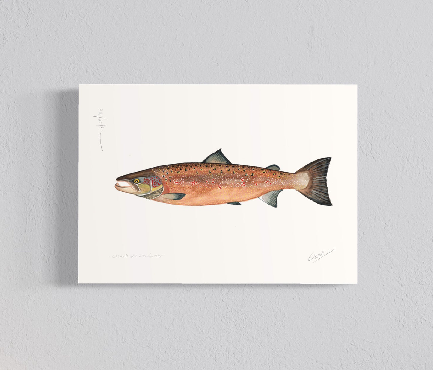 Ilustración Salmón del Atlántico