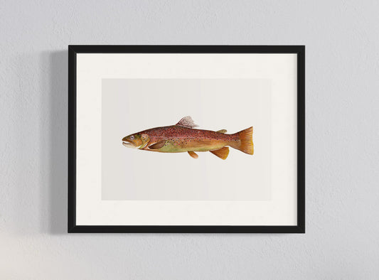 CUADRO TRUCHA MARRÓN